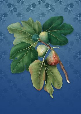 Common Fig on Bahama Blue