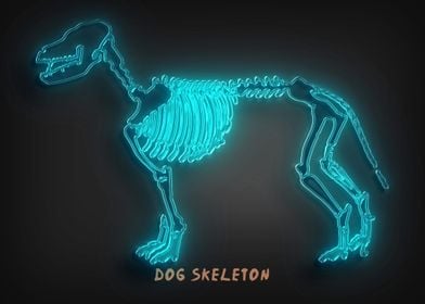 Dog Skeleton