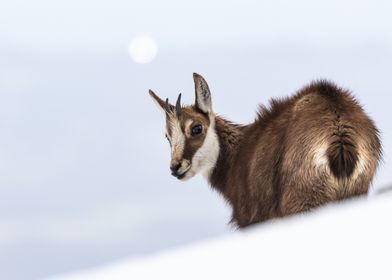 Young chamois