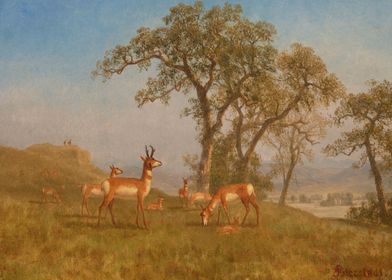 Grazing Antelope Bierstadt