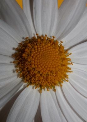 White leucanthemum flower