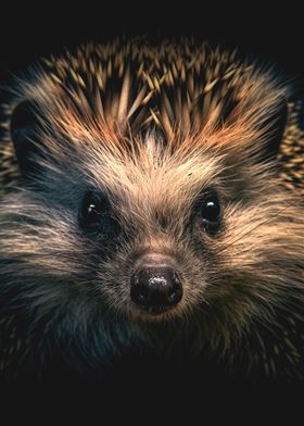 Close up hedgehog portrait