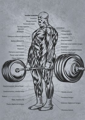 Ronnie Deadlift Anatomy