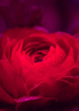 Crimson Red Rose Petals