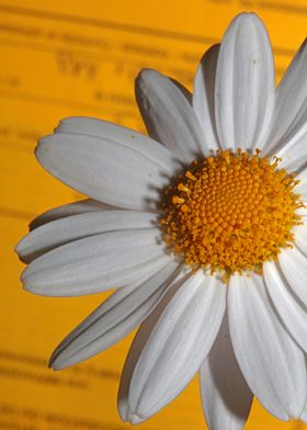 White leucanthemum flower