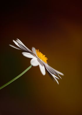 White leucanthemum flower