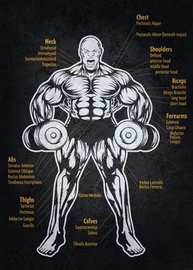 Ronnie Muscle Diagram