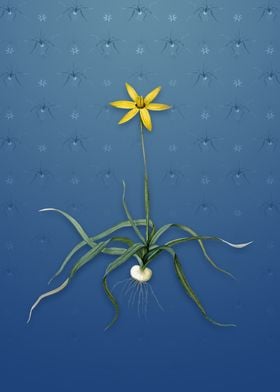 Vintage Hypoxis Stellata