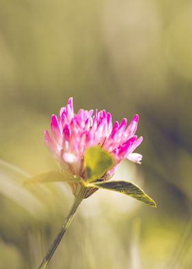 Red Clover on Gold