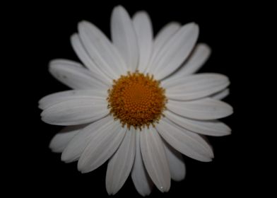 White leucanthemum flower