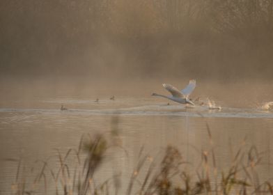 Swan Take off