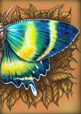 Yellow blue butterfly 1