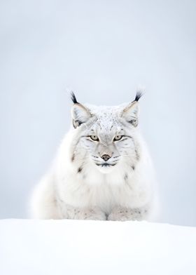 Wild Snow Lynx Spirit Cat