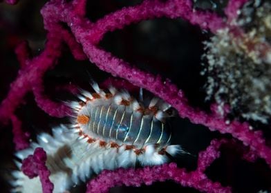 Fireworm Underwater