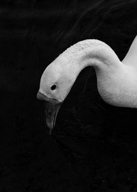 animal black ground goose