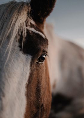 animal face horse brown