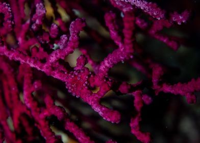 Close Up Of Gorgonian