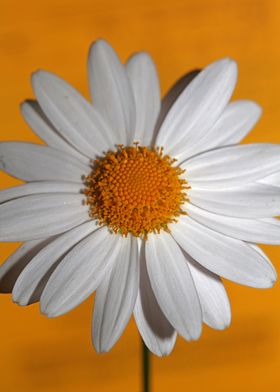 White leucanthemum flower