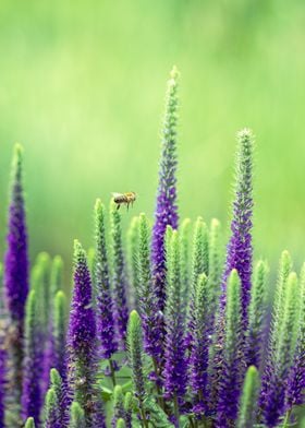 Bee in Purple fields