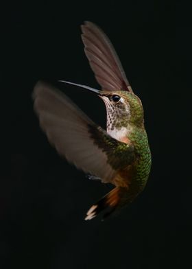 black ground hummingbird