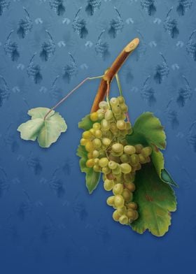 Grape Vine on Bahama Blue