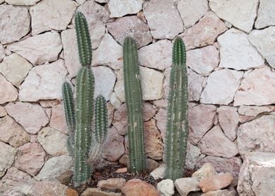 Cacti Geo Dream 1