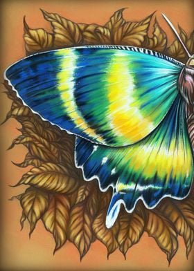 Yellow blue butterfly 2