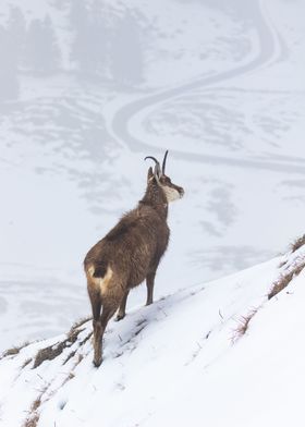 Chamois on top of the hill