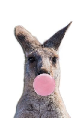 Kangaroo Bubblegum