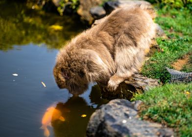 Thirsty Monkey