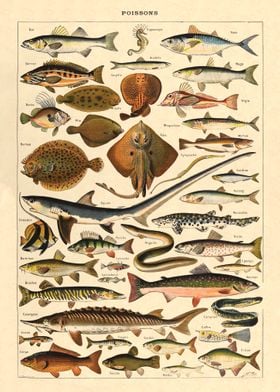 Fishes Vintage Sea Millot
