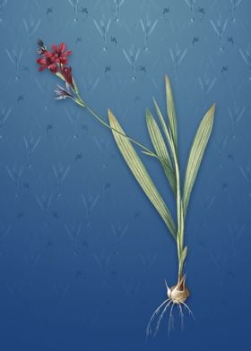 Gladiolus Mucronatus