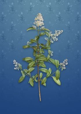 Vintage Wild Privet