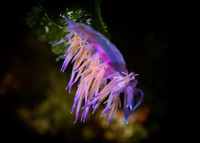 Nudibranch 