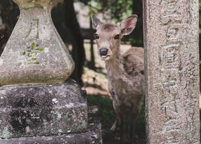 Cheeky Fawn