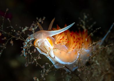 Nudibranch 