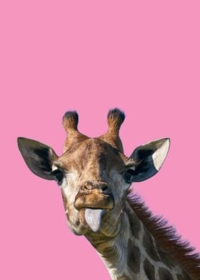 Pink Giraffe