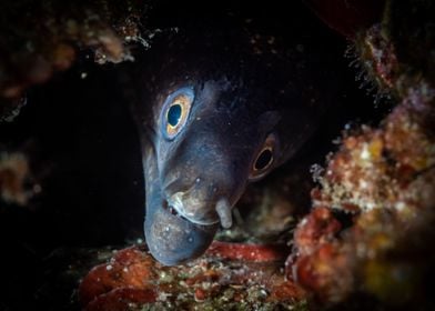 Moray eels