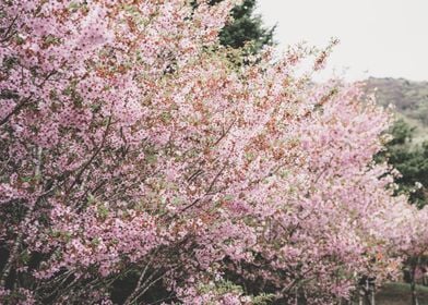 Cherry Blossoms