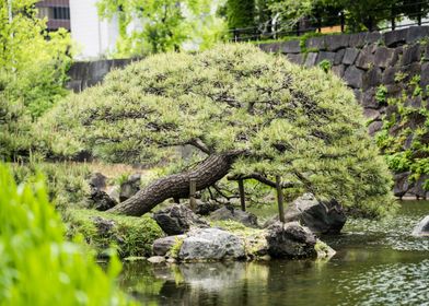 Bonsai Lake