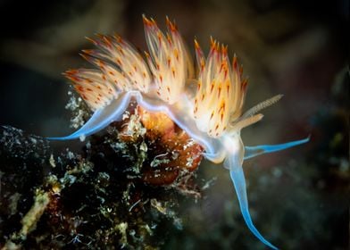 Nudibranch 