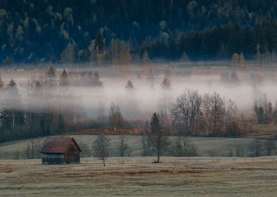 Fog in the Marsh