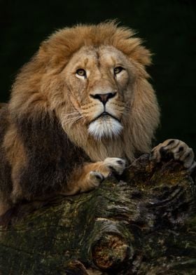 Portrait lion on a tree 