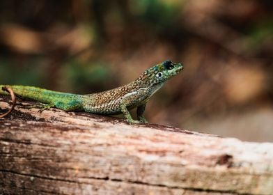 Anolis de martinique