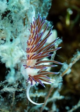 Underwater Nudibranch