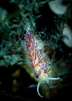 Underwater Nudibranch