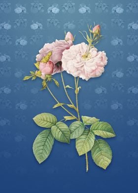 Vintage Damask Rose