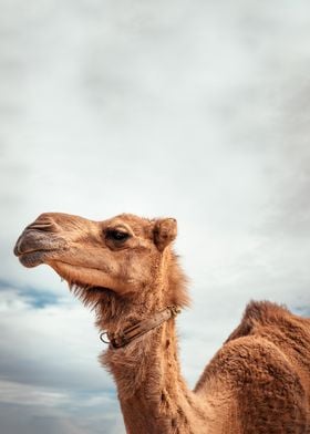 camel portrait