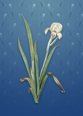 Vintage Crimean Iris