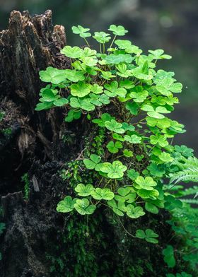 lucky grass Clover